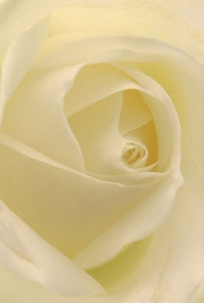 Seen up close, this classic white rose, expertly arranged by a Wimbledon florist, reveals a tapestry of creamy white petals layered with serene sophistication. Each petal sweeps elegantly toward the center, their matte finish catching soft sunlight that might pour through a window on The Broadway. Gentle gradations of cream and white intermingle, suggesting a glow as though the rose is imbued with quiet, inner light. The carefully structured spiral is nearly perfect, symbolizing purity and gentle resilience that often accompany weddings in Wimbledon Village or gestures of heartfelt regard along Church Road. The subtle play of light and shadow across the bloom's surface deepens its natural allure, suggesting artistry shaped by life's everyday celebrations and sorrows alike. The fragrance hinted at is pure and fresh-a clean breath amidst the busy streets. In every detail, from the flawlessly aligned petals to the luminous heart, one feels the devotion of Florist Wimbledon to their craft and community, ensuring each composition resonates with lasting beauty and emotional authenticity.